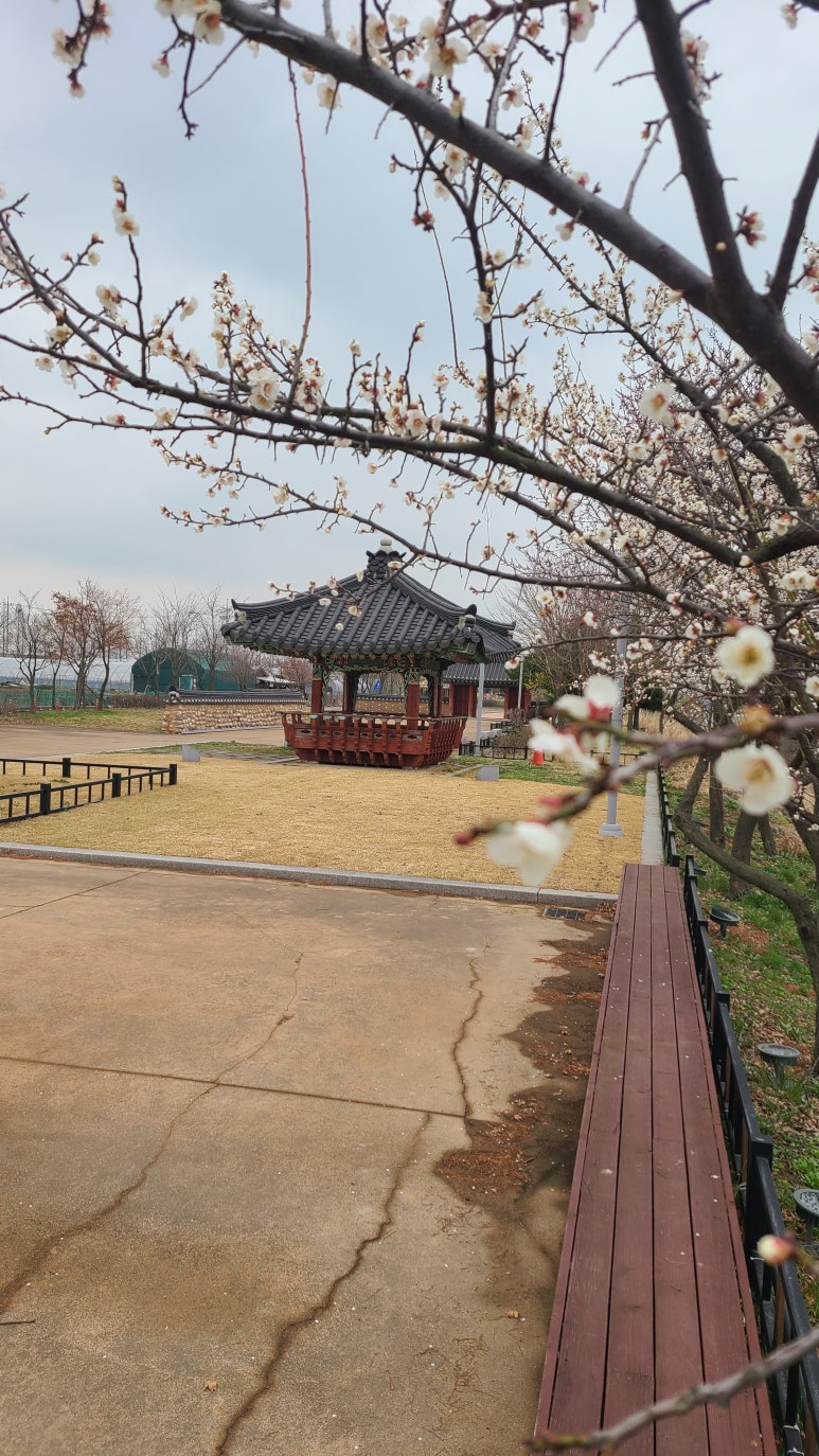 2026 전국 벚꽃 지도: "올해는 언제 필까?"