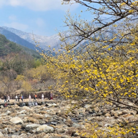 2026 산림청 봄꽃 개화 만개시기 예측 지도 발표 벚꽃절정