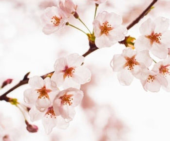 벚꽃지도 2026 전국 개화시기 실시간 조회하기