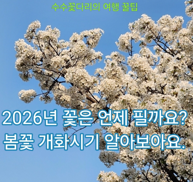 2026 봄꽃 개화 시기] 벚꽃·진달래·개나리 전국 지도 및 추천 여행지 총정리