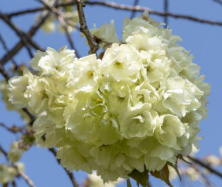 거제 봄꽃 여행 — 진달래, 벚꽃, 겹벚꽃, 그리고 청벚꽃까지