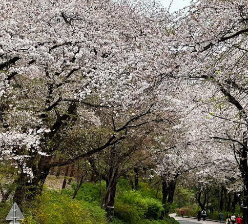[2026 벚꽃 지도] 기후 변화로 앞당겨진 개화일! 전국 축제 일정