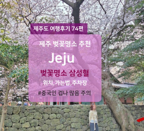 제주 벚꽃 명소 삼성혈 입장료 주차 실시간 개화 현황