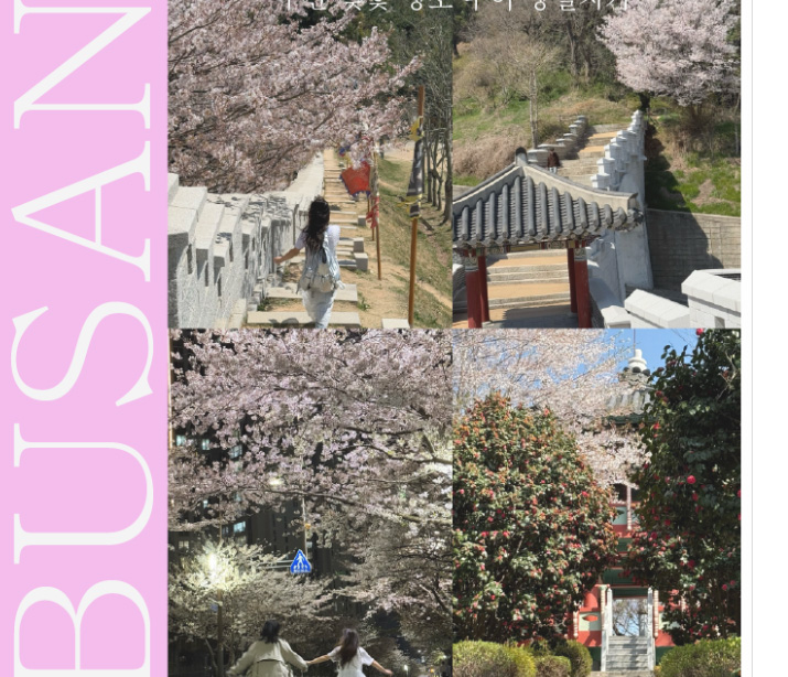 부산 벚꽃 명소 투어 당일치기