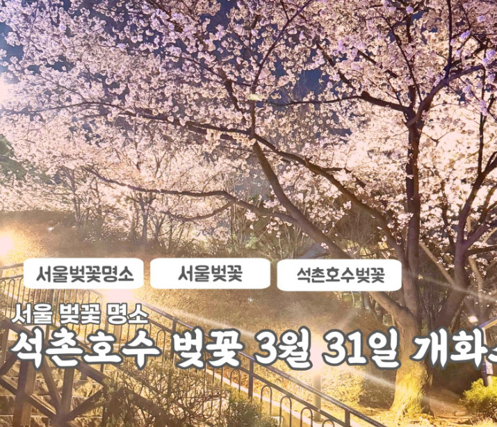 석촌호수 벚꽃 실시간 후기 3월31일 방문기
