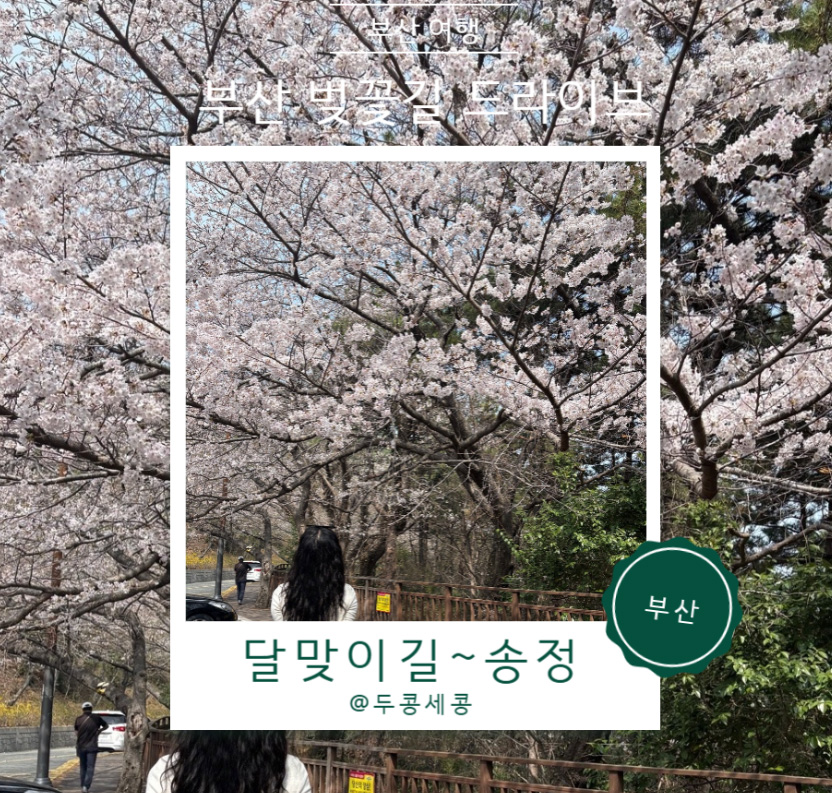 부산 드라이브 코스 해운대 달맞이길 벚꽃 명소